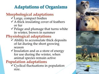  Large, compact bodies 
 A thick insulating cover of feathers 
or fur 
 Pelage and plumage that turns white 
in winter, brown in summer 
Ability to accumulate thick deposits 
of fat during the short growing 
season 
 Insulation and as a store of energy 
for use during the winter, when 
animal species remain active 
 Cyclical fluctuations in population 
size. 
Arctic Fox 
Polar Bear 
Snowy Owl 
Caribou 
Yellow Tundra 
Flower 
 