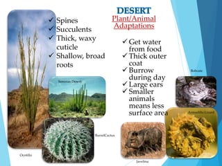 Plant/Animal 
Adaptations 
 Spines 
 Succulents 
 Thick, waxy 
cuticle 
 Shallow, broad 
roots 
Get water 
from food 
 Thick outer 
coat 
 Burrow 
during day 
 Large ears 
 Smaller 
animals 
means less 
surface area 
BarrelCactus 
Ocotillo 
Sonoran Desert 
Bobcate 
Javelina 
Armadillo Lizard 
 