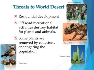  Residential development 
 Off road recreational 
activities destroy habitat 
for plants and animals. 
 Some plants are 
removed by collectors, 
endangering the 
population. 
Prickly Pear Cactus 
Thorny Devil 
Saguaro Cactus 
Cactus Wren 
 