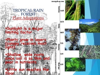 TROPICAL RAIN 
FOREST 
Plant Adaptations 
Sunlight is a major 
limiting factor 
Plants grow in layers 
(canopy receives most 
light) 
Shallow, wide roots 
since soil is so thin and 
poor in nutrients 
Little sun reaches the 
floor 
 