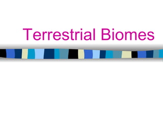 Terrestrial Biomes By Emily Rueber 