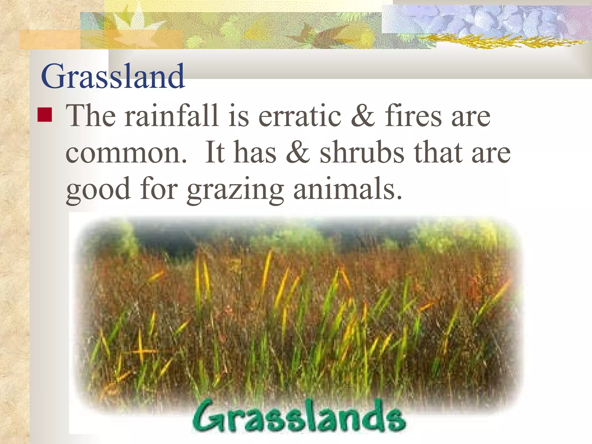 Grassland The rainfall is erratic & fires are common.  It has & shrubs that are good for grazing animals. 