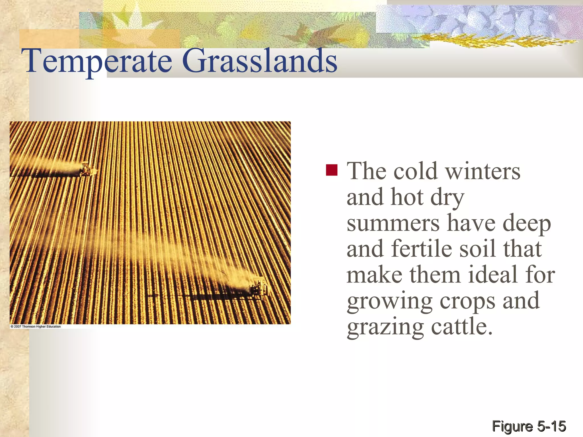 Temperate Grasslands The cold winters and hot dry summers have deep and fertile soil that make them ideal for growing crops and grazing cattle. Figure 5-15 
