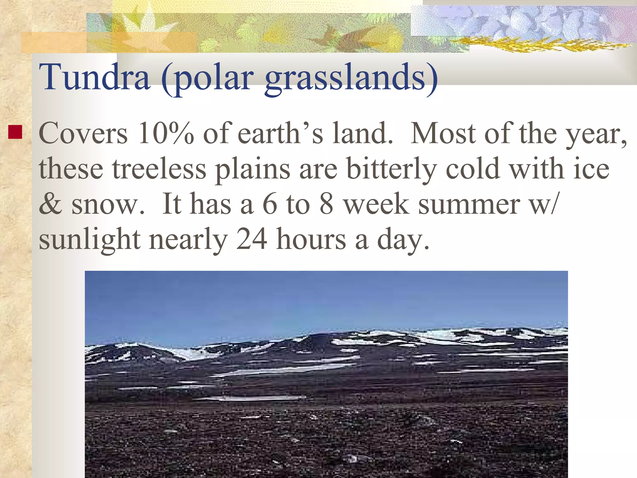 Tundra (polar grasslands) Covers 10% of earth’s land.  Most of the year, these treeless plains are bitterly cold with ice & snow.  It has a 6 to 8 week summer w/ sunlight nearly 24 hours a day.                                              
