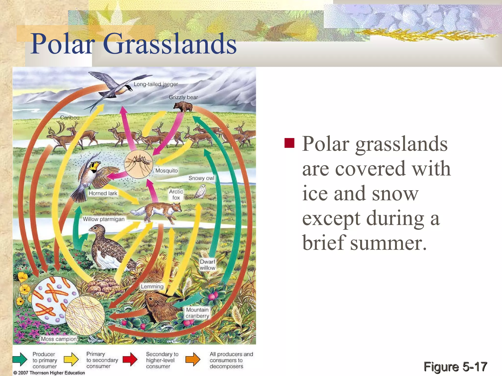 Polar Grasslands Polar grasslands are covered with ice and snow except during a brief summer. Figure 5-17 