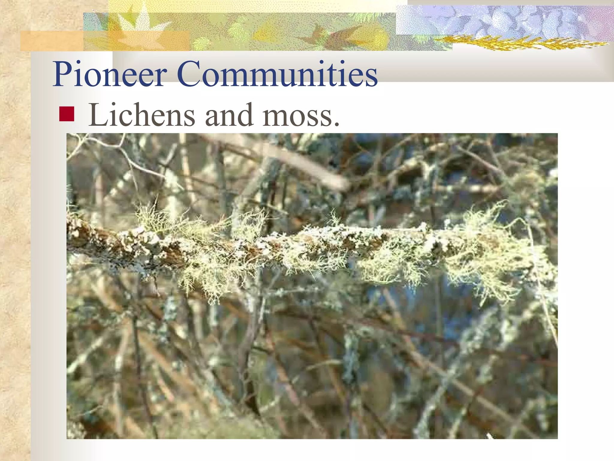 Pioneer Communities Lichens and moss. 