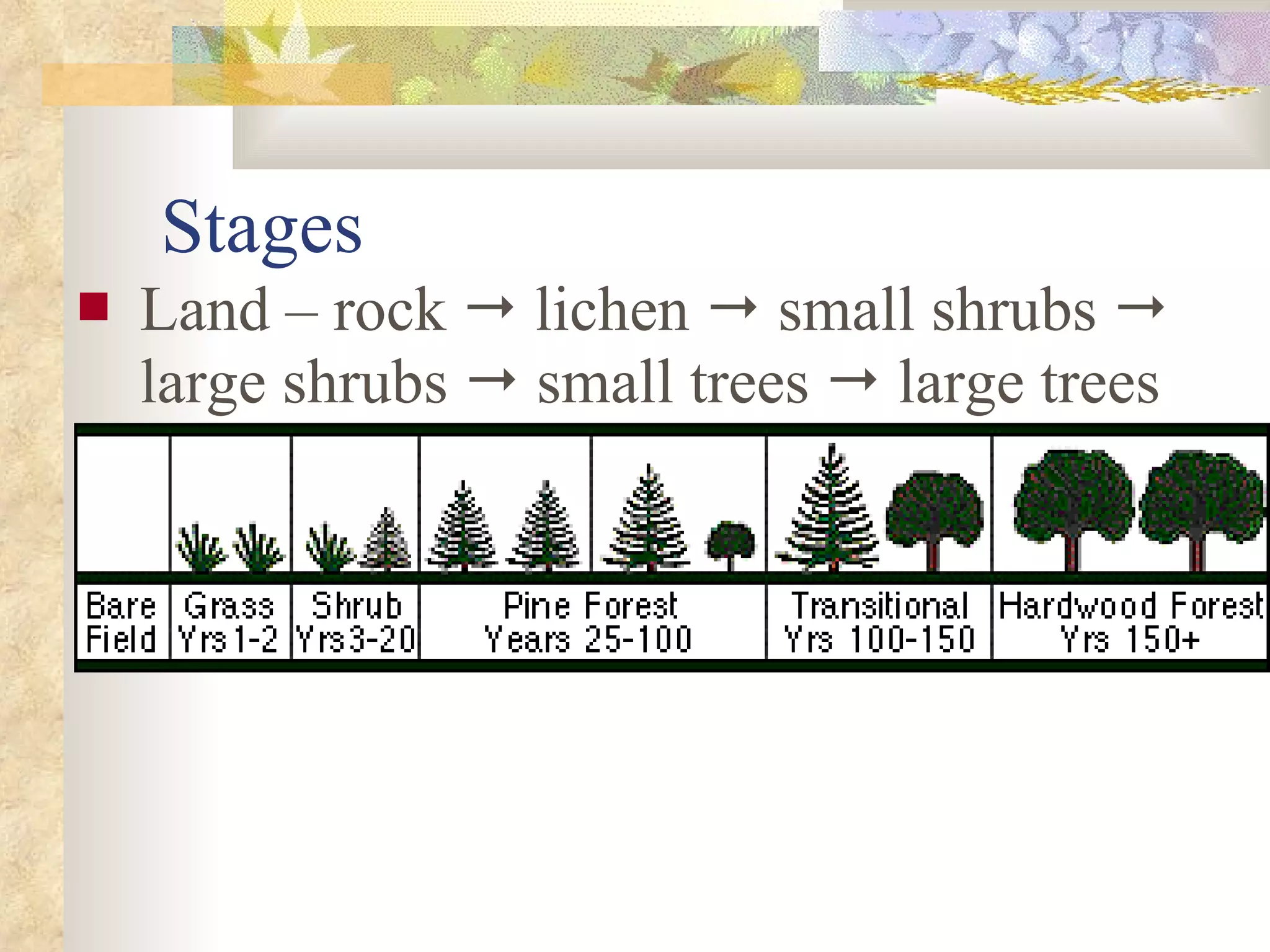 Stages Land – rock    lichen    small shrubs    large shrubs    small trees    large trees 