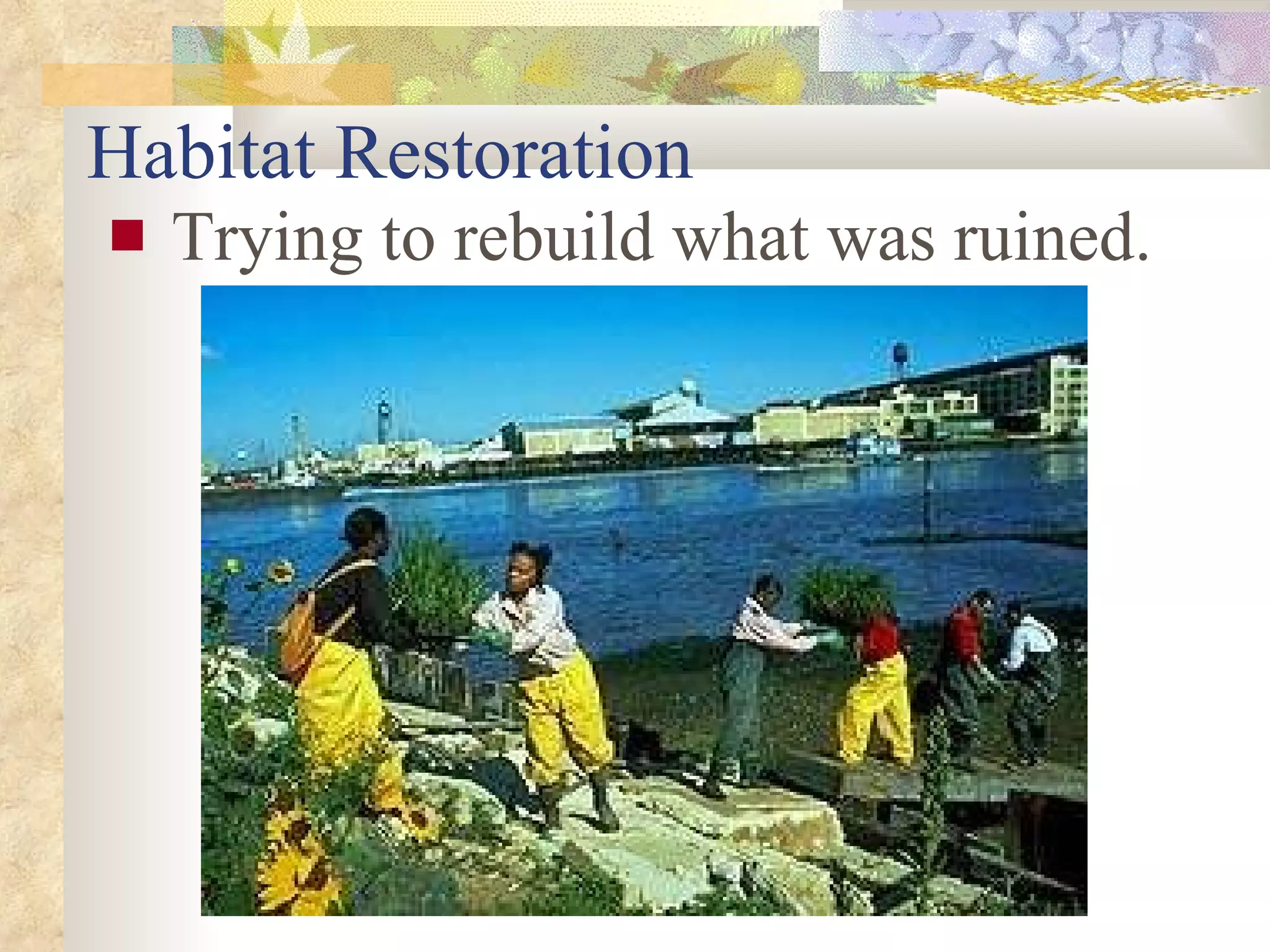 Habitat Restoration Trying to rebuild what was ruined.                                                                                                                                                                                