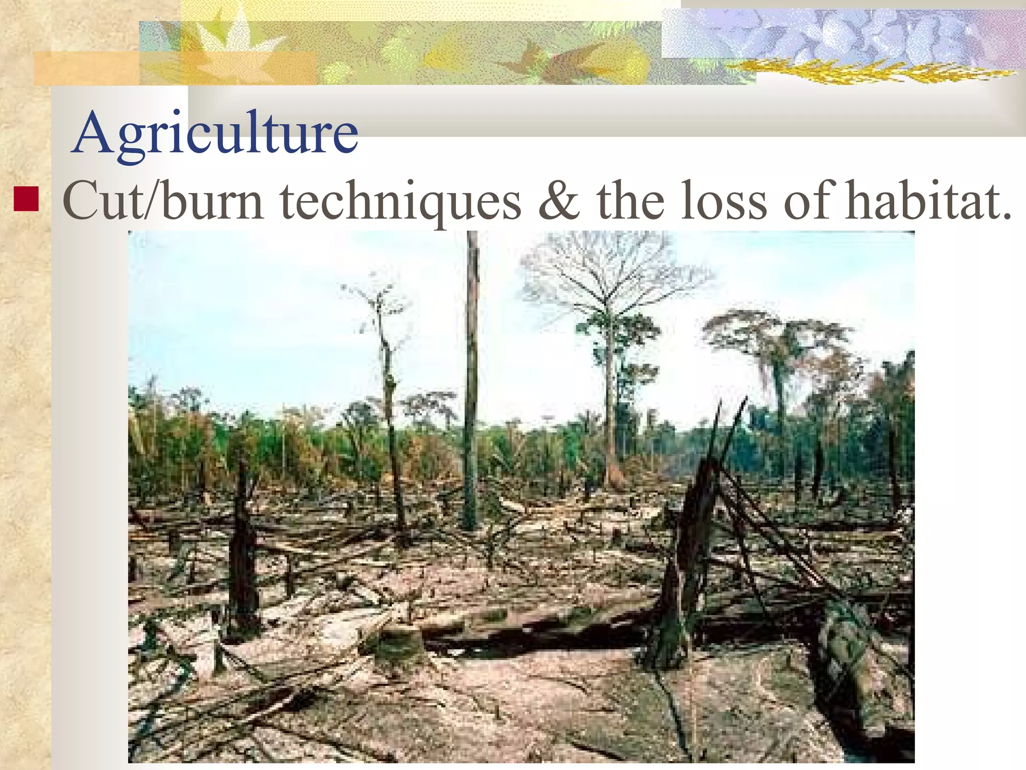 Agriculture Cut/burn techniques & the loss of habitat. 