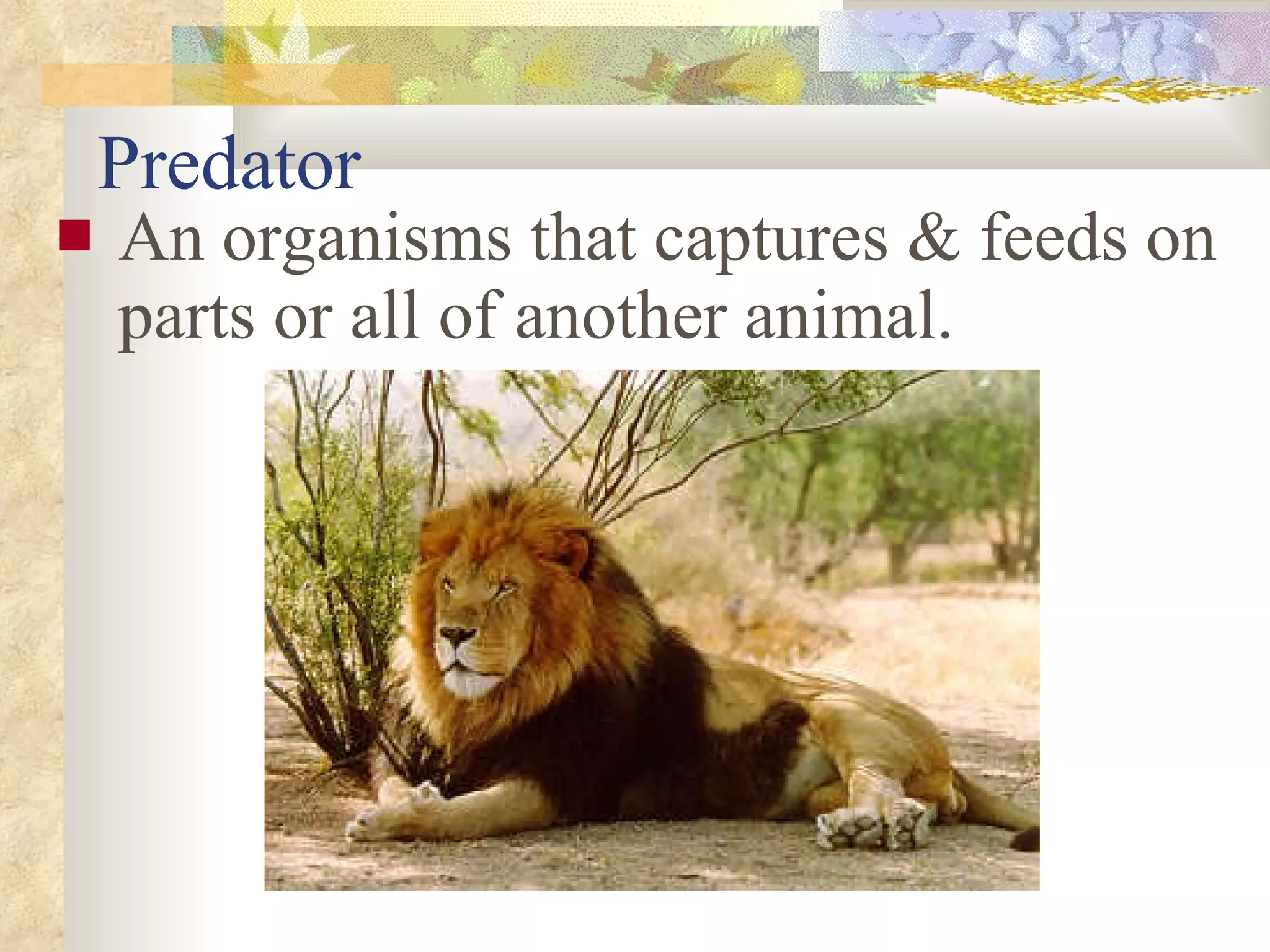 Predator An organisms that captures & feeds on parts or all of another animal. 