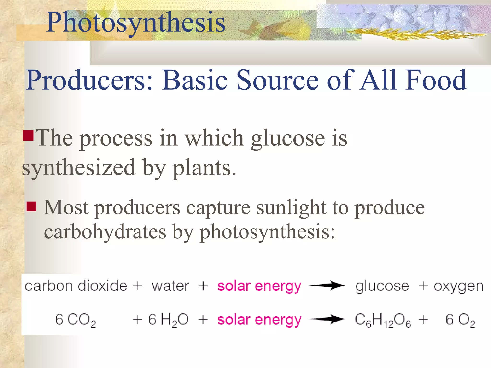 Producers: Basic Source of All Food Most producers capture sunlight to produce carbohydrates by photosynthesis: The process in which glucose is synthesized by plants. Photosynthesis 