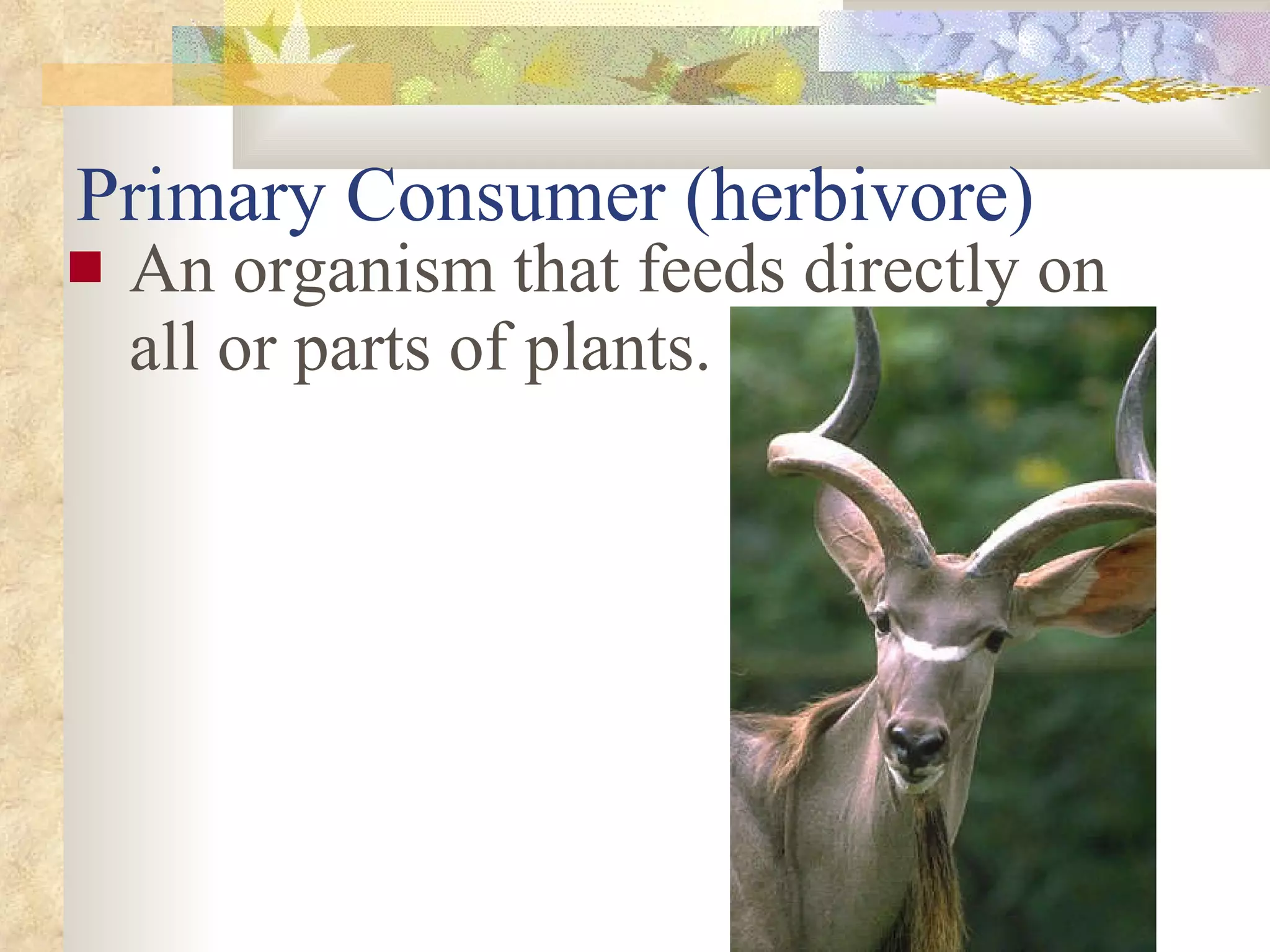 Primary Consumer (herbivore) An organism that feeds directly on all or parts of plants. 