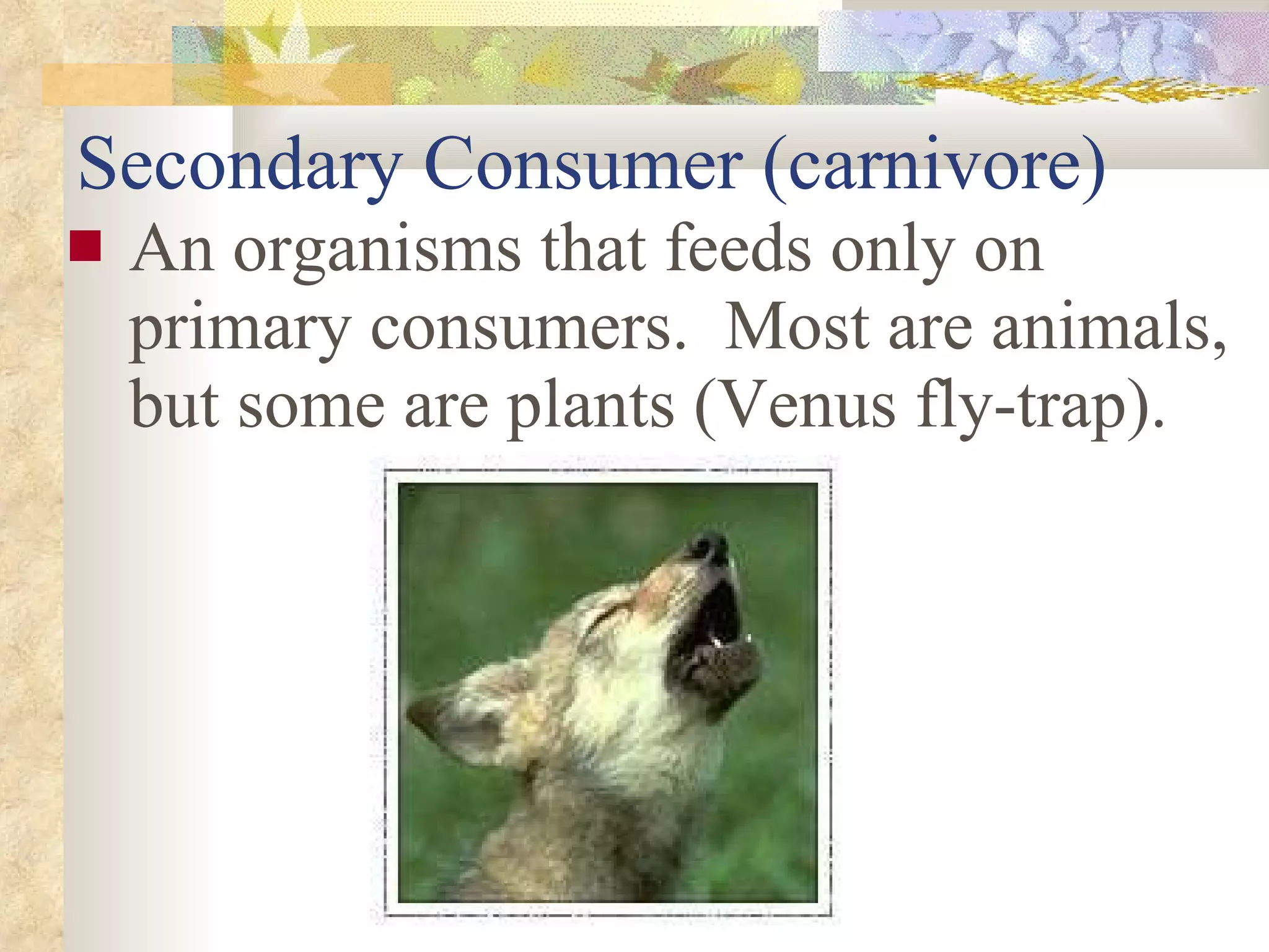 Secondary Consumer (carnivore) An organisms that feeds only on primary consumers.  Most are animals, but some are plants (Venus fly-trap). 
