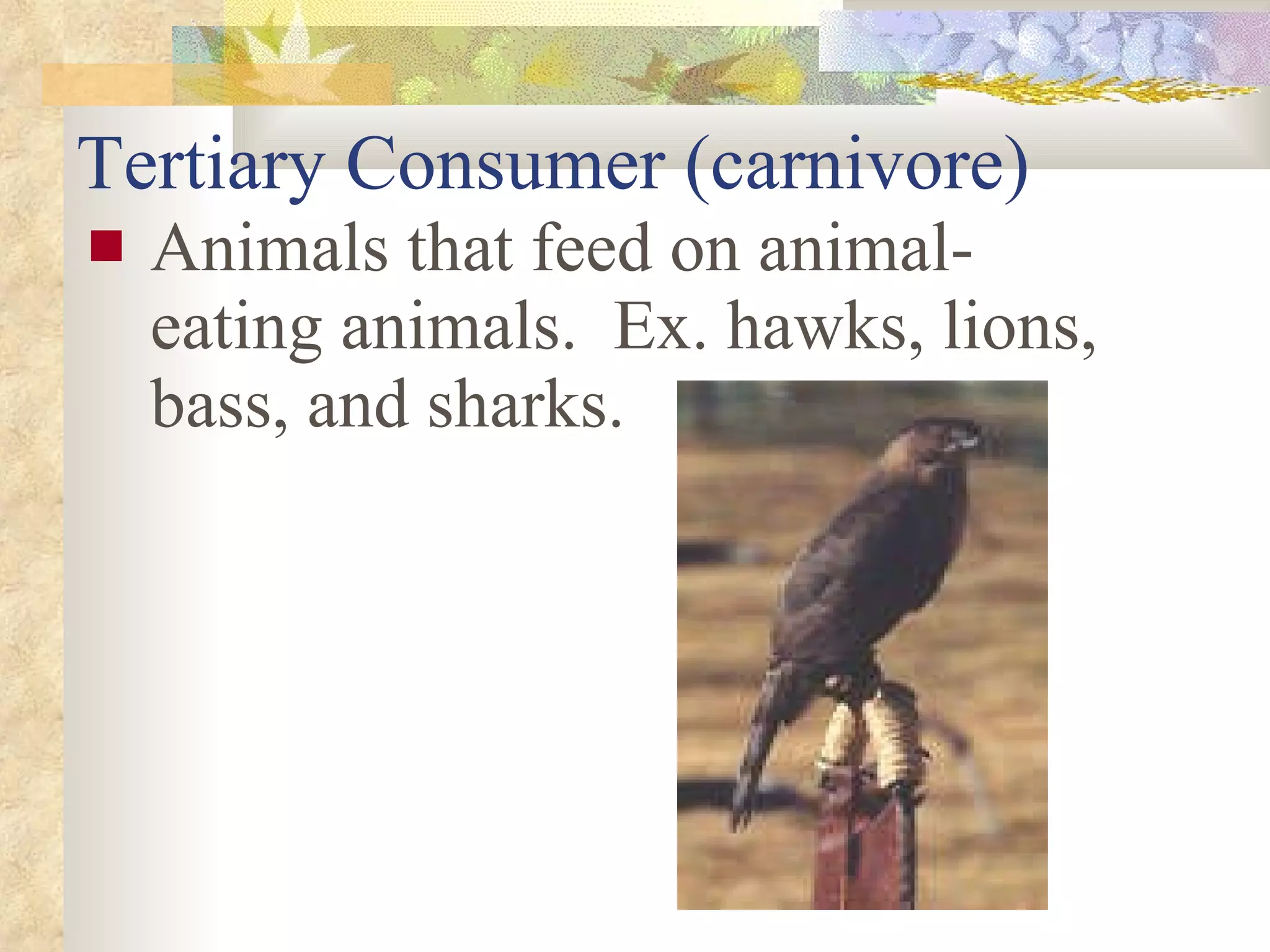 Tertiary Consumer (carnivore) Animals that feed on animal-eating animals.  Ex. hawks, lions, bass, and sharks. 