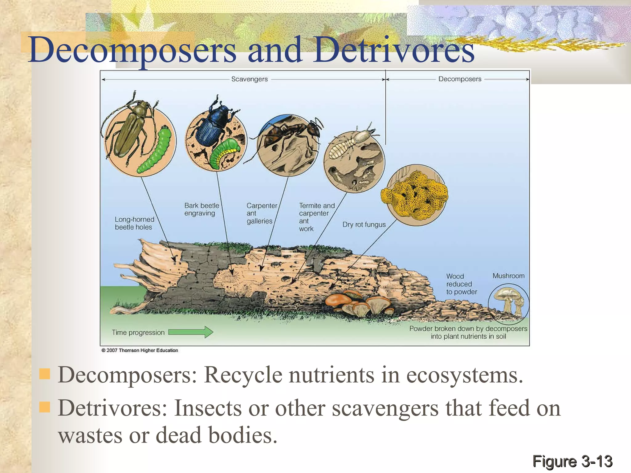 Decomposers and Detrivores Decomposers: Recycle nutrients in ecosystems. Detrivores: Insects or other scavengers that feed on wastes or dead bodies. Figure 3-13 
