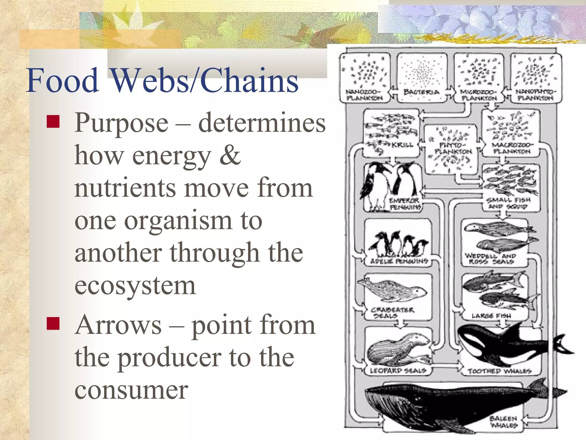 Food Webs/Chains Purpose – determines how energy & nutrients move from one organism to another through the ecosystem Arrows – point from the producer to the consumer 