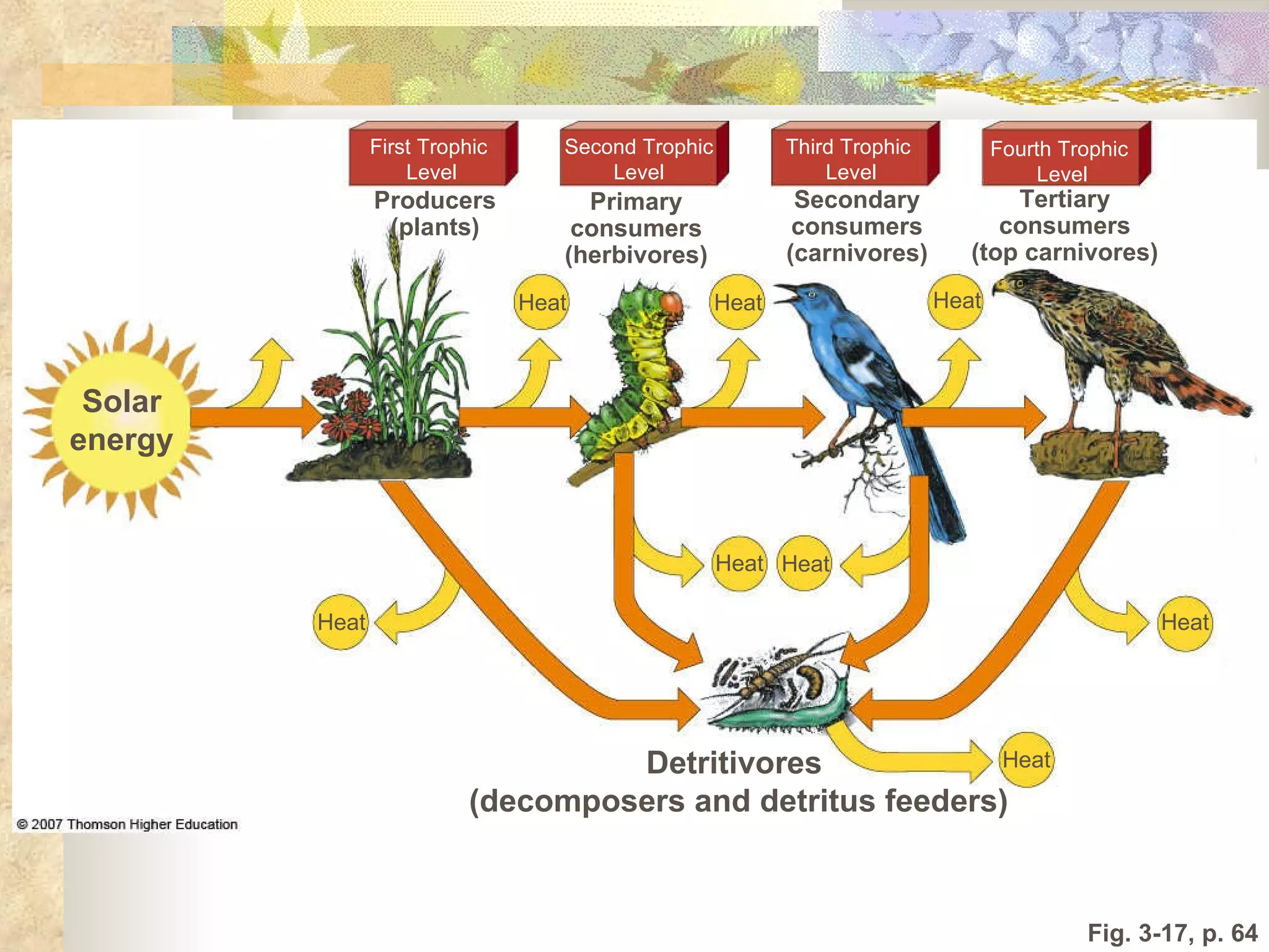 Fig. 3-17, p. 64 Heat Heat Heat Heat Heat Heat Heat Heat Detritivores  (decomposers and detritus feeders) First Trophic  Level Second Trophic Level Third Trophic  Level Fourth Trophic  Level Solar energy Producers (plants) Primary consumers (herbivores) Secondary consumers (carnivores) Tertiary consumers (top carnivores) 