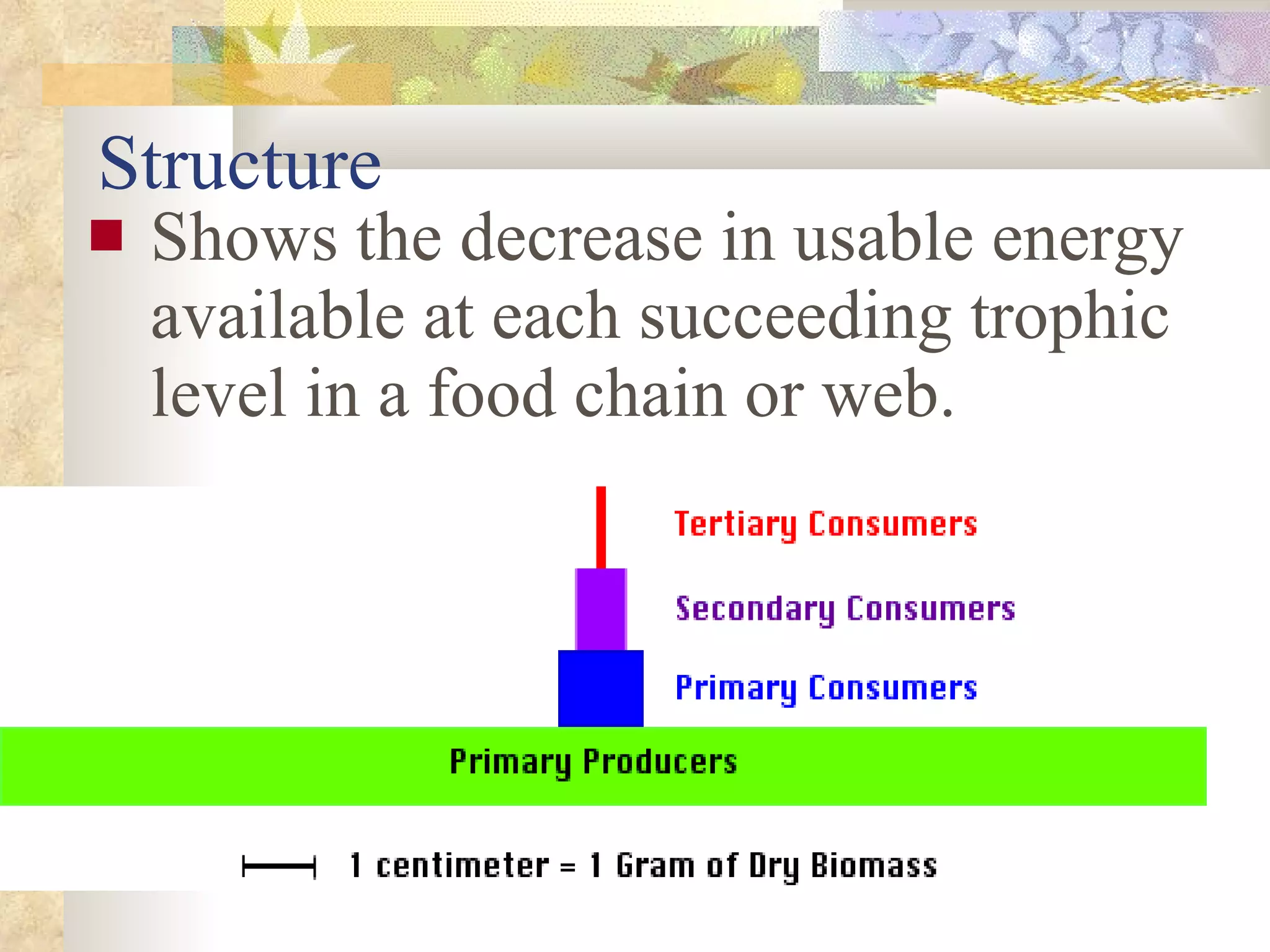 Structure Shows the decrease in usable energy available at each succeeding trophic level in a food chain or web. 