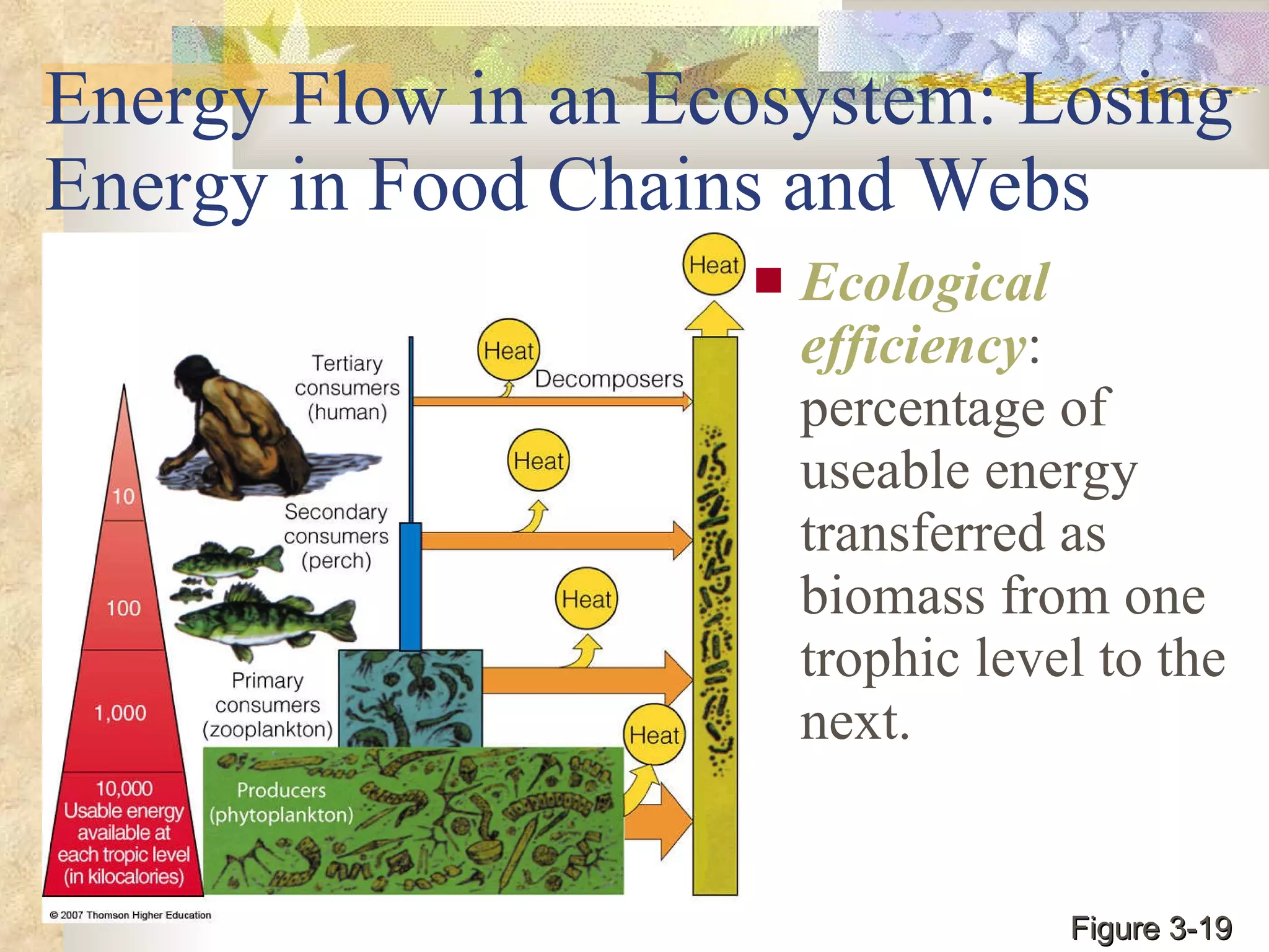 Energy Flow in an Ecosystem: Losing Energy in Food Chains and Webs Ecological efficiency : percentage of useable energy transferred as biomass from one trophic level to the next. Figure 3-19 