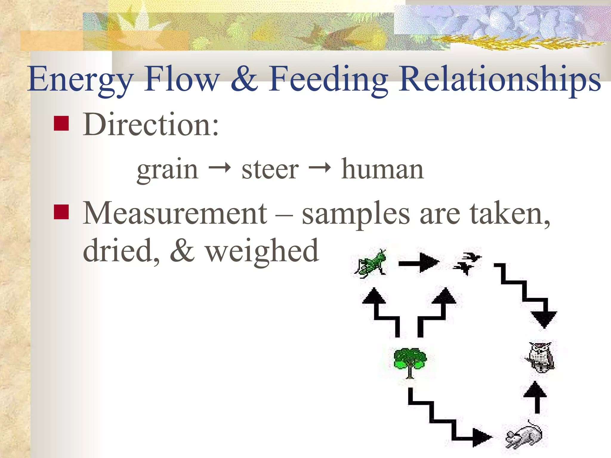 Energy Flow & Feeding Relationships Direction: grain    steer    human Measurement – samples are taken, dried, & weighed                                                               