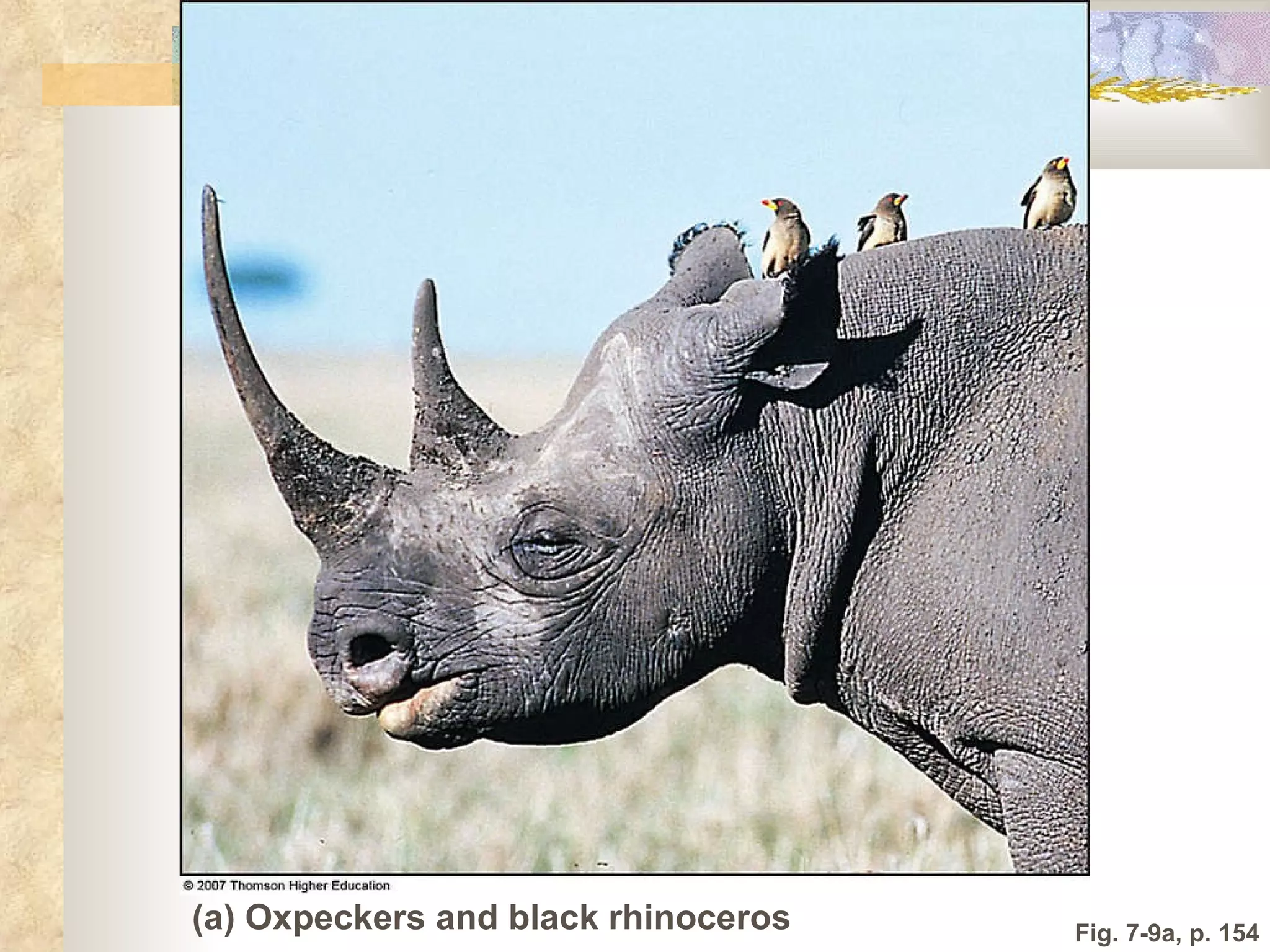 Fig. 7-9a, p. 154 (a) Oxpeckers and black rhinoceros 
