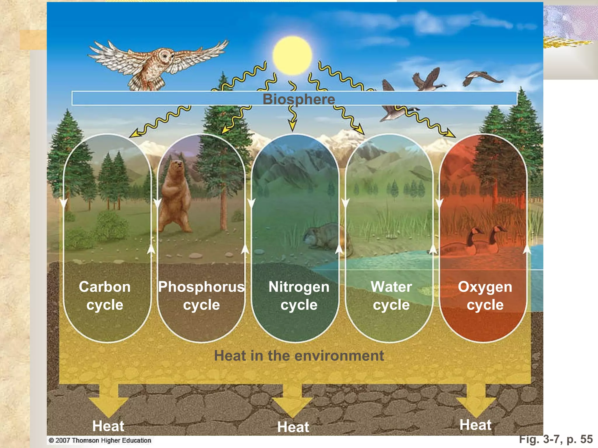 Fig. 3-7, p. 55 Nitrogen cycle Biosphere Heat in the environment Heat Heat Heat Phosphorus cycle Carbon cycle Oxygen cycle Water cycle 