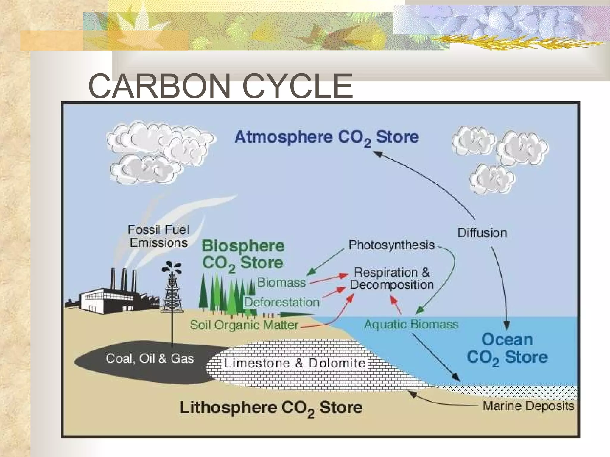 CARBON CYCLE 