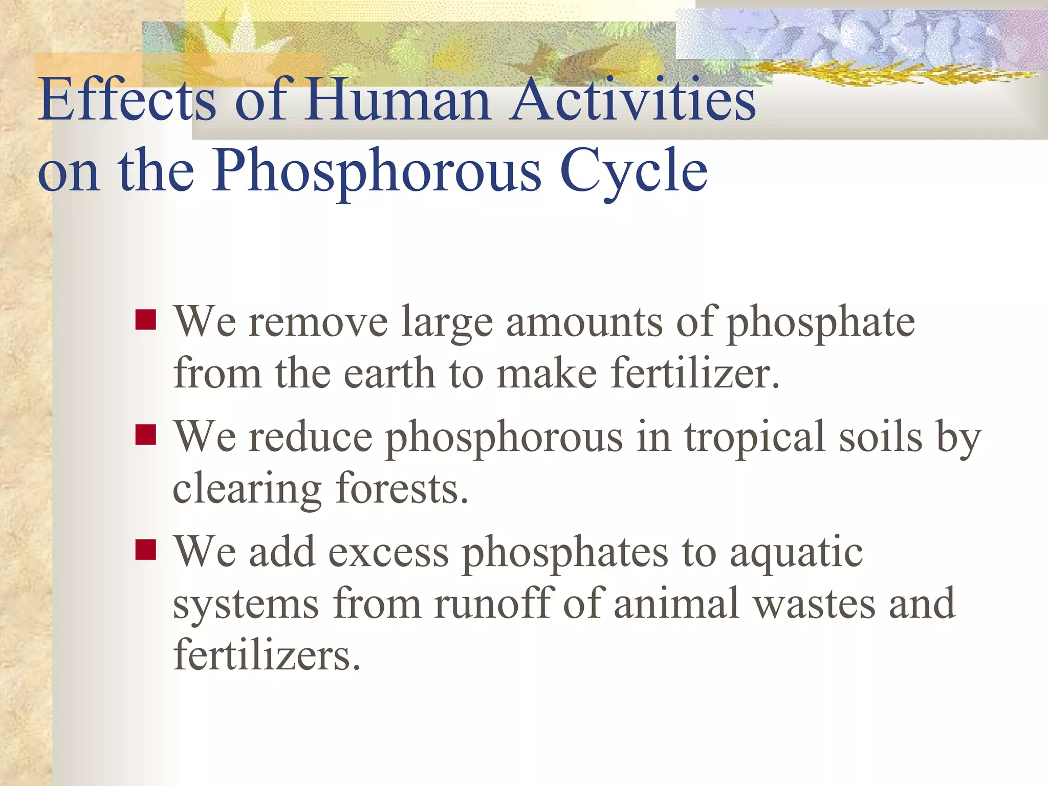 Effects of Human Activities  on the Phosphorous Cycle We remove large amounts of phosphate from the earth to make fertilizer. We reduce phosphorous in tropical soils by clearing forests. We add excess phosphates to aquatic systems from runoff of animal wastes and fertilizers. 
