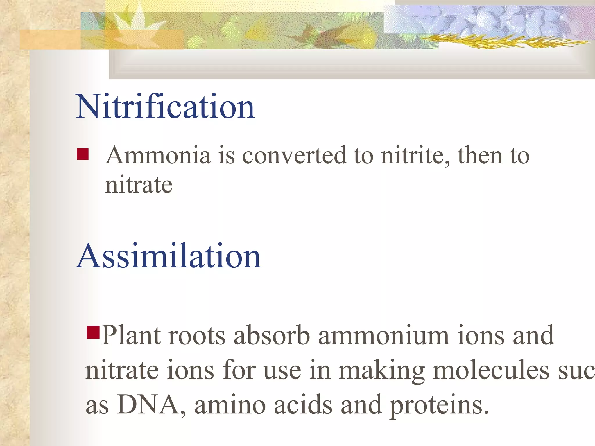 Nitrification Ammonia is converted to nitrite, then to nitrate Plant roots absorb ammonium ions and nitrate ions for use in making molecules such as DNA, amino acids and proteins. Assimilation 
