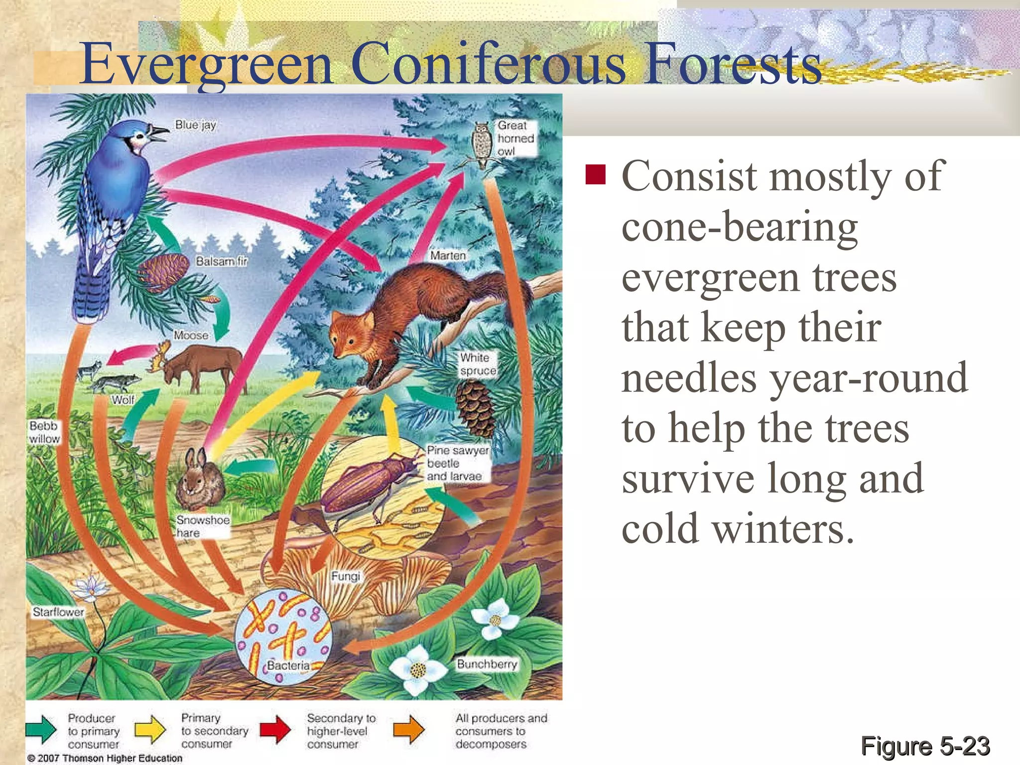 Evergreen Coniferous Forests Consist mostly of cone-bearing evergreen trees that keep their needles year-round to help the trees survive long and cold winters. Figure 5-23 