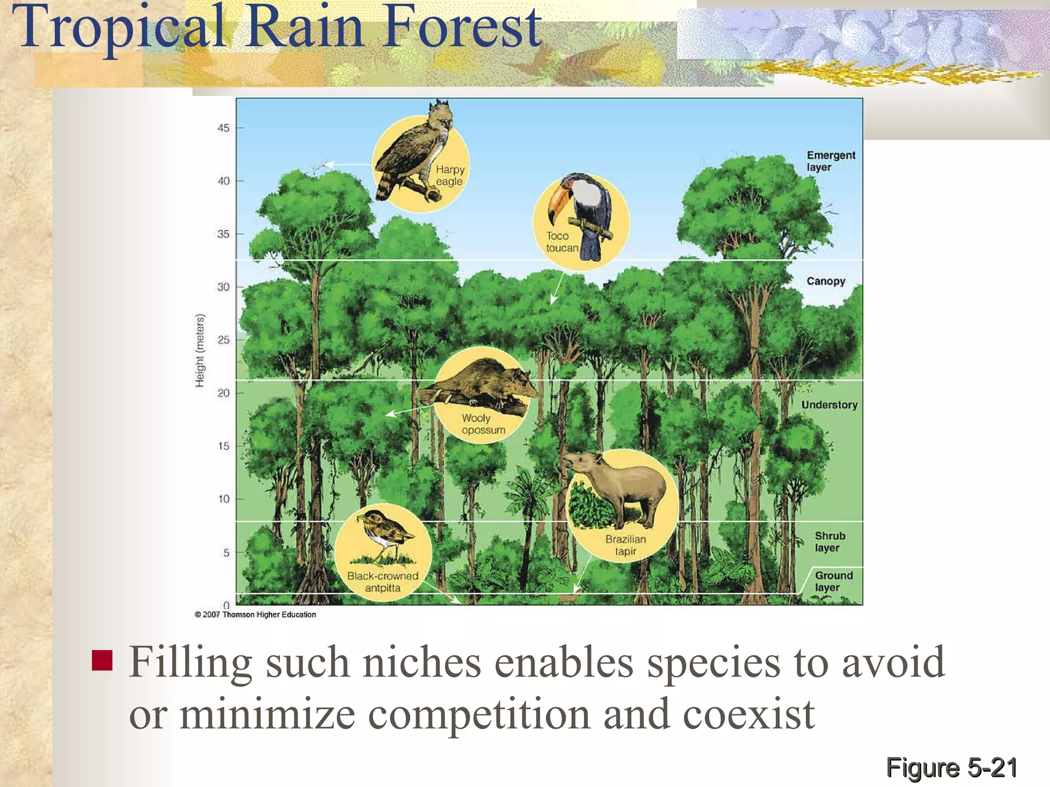 Tropical Rain Forest Filling such niches enables species to avoid or minimize competition and coexist Figure 5-21 