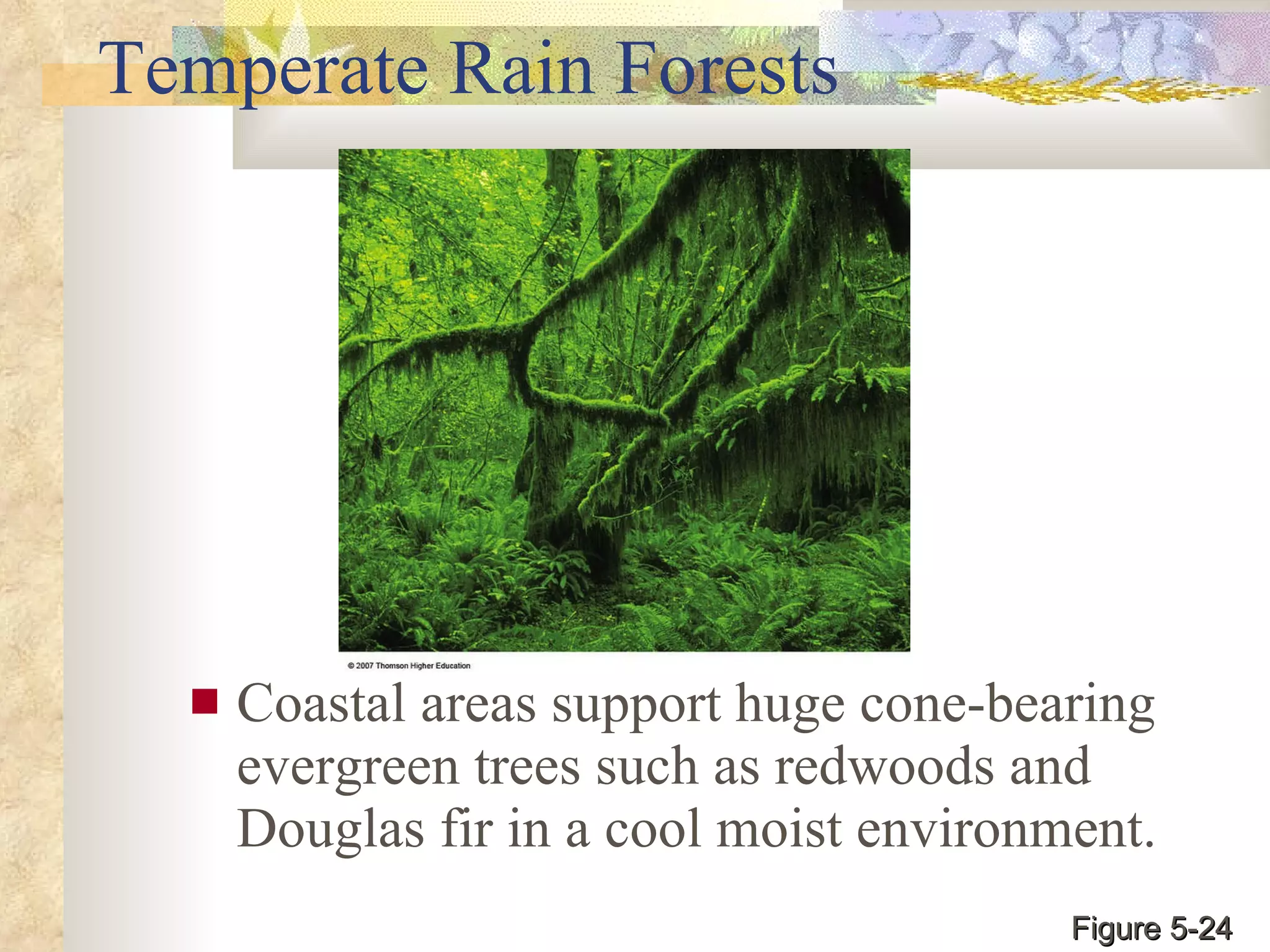 Temperate Rain Forests Coastal areas support huge cone-bearing evergreen trees such as redwoods and Douglas fir in a cool moist environment. Figure 5-24 