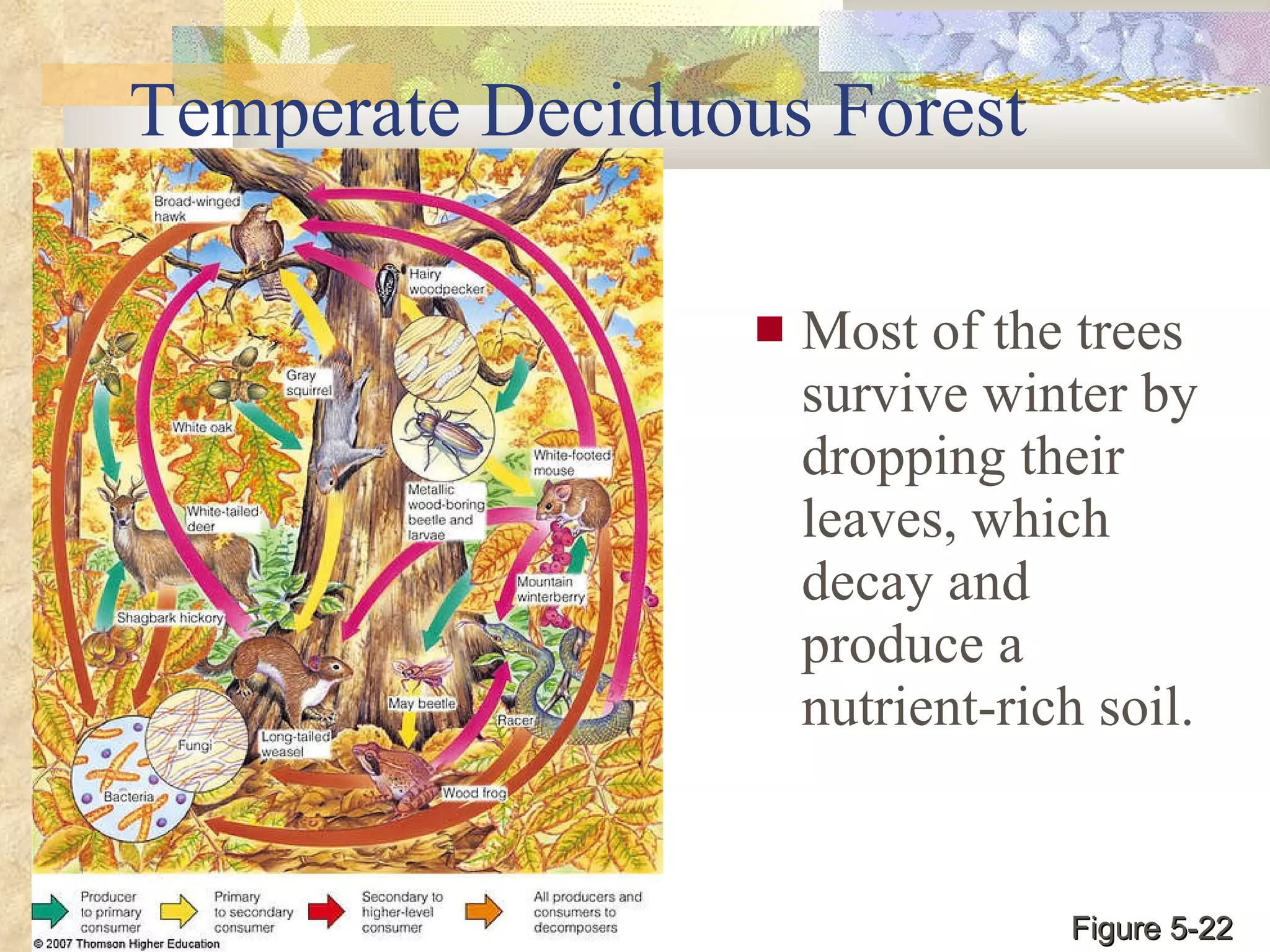 Temperate Deciduous Forest Most of the trees survive winter by dropping their leaves, which decay and produce a nutrient-rich soil. Figure 5-22 
