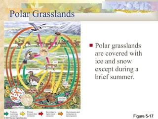 Polar Grasslands Polar grasslands are covered with ice and snow except during a brief summer. Figure 5-17 