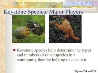 Keystone Species: Major Players Keystone species help determine the types and numbers of other species in a community thereby helping to sustain it. Figures 7-4 and 7-5 