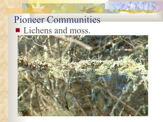 Pioneer Communities Lichens and moss. 