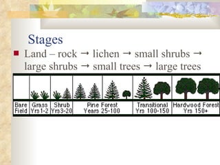 Stages Land – rock    lichen    small shrubs    large shrubs    small trees    large trees 