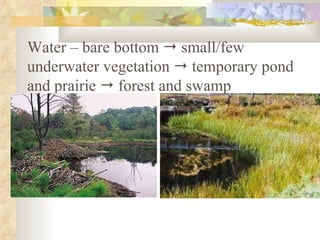 Water – bare bottom    small/few underwater vegetation    temporary pond and prairie    forest and swamp 