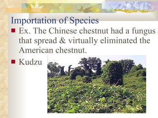Importation of Species Ex. The Chinese chestnut had a fungus that spread & virtually eliminated the American chestnut. Kudzu                                                                                                                                                                                                                                                                                                                                                                                                                                                                