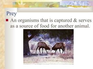Prey An organisms that is captured & serves as a source of food for another animal. 