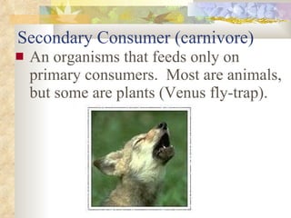 Secondary Consumer (carnivore) An organisms that feeds only on primary consumers.  Most are animals, but some are plants (Venus fly-trap). 