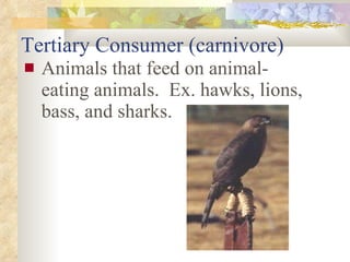 Tertiary Consumer (carnivore) Animals that feed on animal-eating animals.  Ex. hawks, lions, bass, and sharks. 