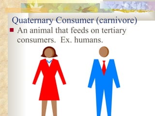 Quaternary Consumer (carnivore) An animal that feeds on tertiary consumers.  Ex. humans. 