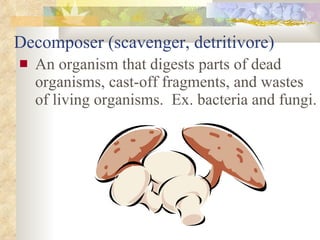 Decomposer (scavenger, detritivore) An organism that digests parts of dead organisms, cast-off fragments, and wastes of living organisms.  Ex. bacteria and fungi. 