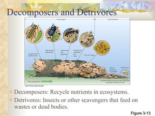Decomposers and Detrivores Decomposers: Recycle nutrients in ecosystems. Detrivores: Insects or other scavengers that feed on wastes or dead bodies. Figure 3-13 