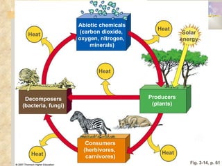 Fig. 3-14, p. 61 Abiotic chemicals (carbon dioxide,  oxygen, nitrogen,  minerals) Heat Heat Heat Heat Heat Solar energy Consumers (herbivores,  carnivores) Producers (plants) Decomposers (bacteria, fungi) 