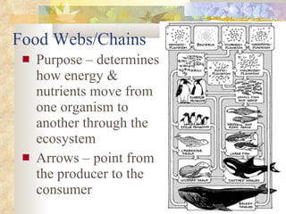 Food Webs/Chains Purpose – determines how energy & nutrients move from one organism to another through the ecosystem Arrows – point from the producer to the consumer 