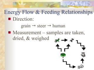 Energy Flow & Feeding Relationships Direction: grain    steer    human Measurement – samples are taken, dried, & weighed                                                               