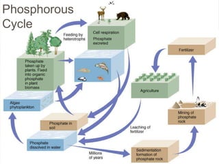Phosphorous Cycle 