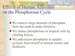 Effects of Human Activities  on the Phosphorous Cycle We remove large amounts of phosphate from the earth to make fertilizer. We reduce phosphorous in tropical soils by clearing forests. We add excess phosphates to aquatic systems from runoff of animal wastes and fertilizers. 